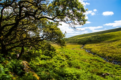 Dartmoor National Park, Wistman's Wood National Nature Reserve