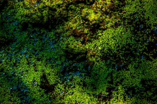 Find the frog - Das Insel Rügen