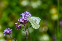 Butterfly, De Regte Heide - Tilburg