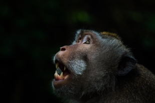 Monkey forest - Ubud